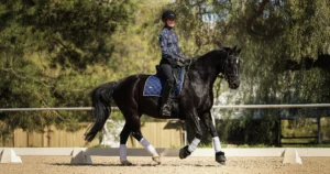 A person in riding gear and helmet is cantering a black horse with a blue saddle pad and white leg wraps in an outdoor arena surrounded by trees, showcasing Canter V1.
