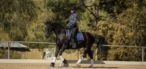 A person wearing riding gear and a helmet is cantering a dark horse with white markings in an outdoor sandy arena, surrounded by trees and a fence, enjoying the fresh air on this Open Page of their riding journey.