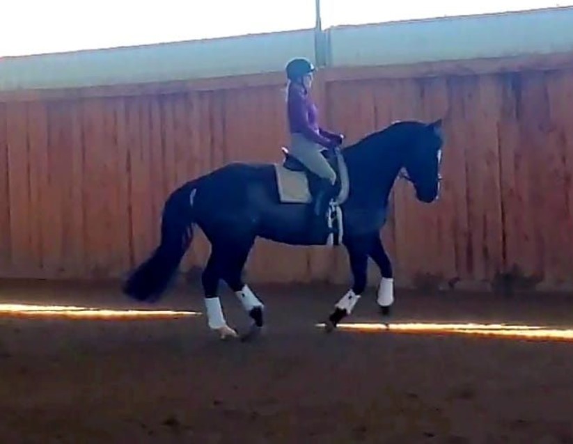 A person wearing a helmet and riding attire is riding a dark-colored horse with white leg wraps in an indoor arena with wooden walls and sunlight streaming through a gap.
