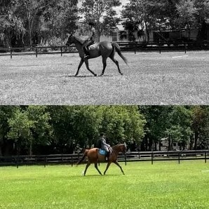 A split image shows a person riding a horse in a paddock; the top half is in black and white, while the vibrant bottom half, captured with Canter V1, is in color with green grass and trees in the background.