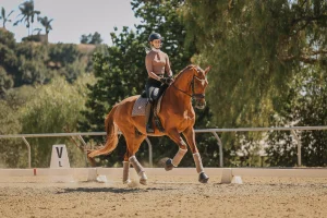 A person wearing a helmet rides a chestnut horse in an outdoor arena during the Open, guiding the horse between markers under sunny skies, surrounded by green trees.