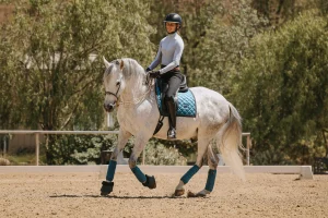 A person wearing a helmet rides a white horse with a blue saddle pad and leg wraps in an outdoor riding arena, surrounded by trees and greenery, training for the 30 Days Round 2025 event.