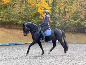 A member spotlight features Rita, wearing a helmet and riding gear, as she guides a dark horse with a blue saddle pad through bold strides in an outdoor arena framed by autumn foliage.