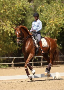 A person wearing a helmet and sunglasses rides a brown horse in an outdoor arena, practicing flying changes training. Trees and a wooden fence surround the arena on this sunny day.