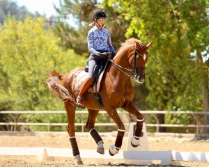 A person wearing a blue patterned shirt, helmet, and sunglasses rides a chestnut horse in an outdoor arena bordered by white fence markers, practicing dressage training with green trees in the background.