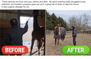 Side-by-side images feature a handler using Groundwork Essentials; the left shows a distracted, hard-to-manage horse (BEFORE), while the right highlights a calm, attentive horse (AFTER) in an outdoor paddock. Perfect for your Live Sale Template!.