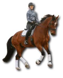 A person wearing a helmet, patterned long-sleeve shirt, and riding boots is riding a brown horse with white leg wraps and a white saddle pad. Download our free PDF to discover useful Dressage terms for riders of all levels.