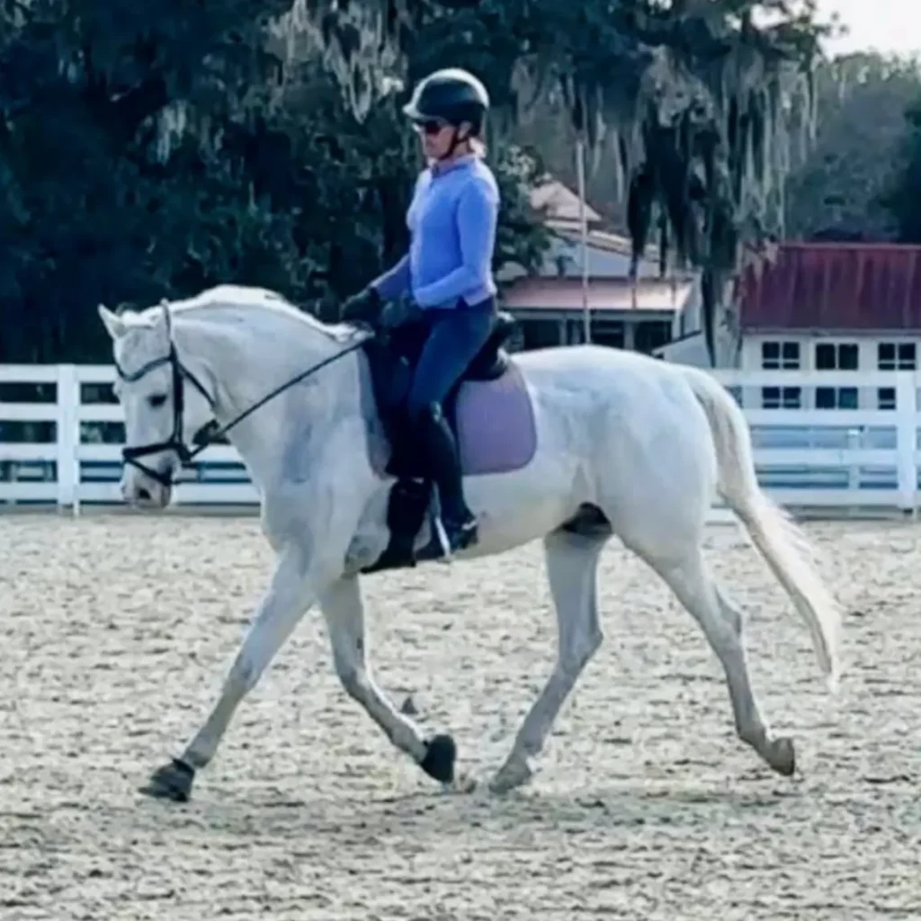 A person wearing a helmet and blue shirt rides a white horse with a purple saddle pad in an outdoor arena, with fencing and trees in the background.