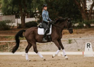 A person in equestrian attire rides a dark horse with white leg wraps and saddle pad in an outdoor arena, showcasing Dressage foundations. The rider is smiling and wearing a helmet, surrounded by trees and a fence.