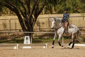 A person wearing a helmet and patterned shirt rides a gray horse in an outdoor arena near a sign marked H G, practicing dressage foundations amid trees and a wooden fence in the background.