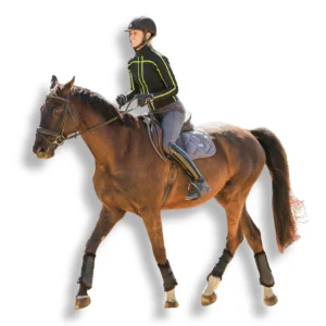 A person in a helmet, jacket, and riding boots rides a brown horse with protective leg gear and a saddle, showcasing dressage foundations. Both move forward against a white background—perfect for your sale page.