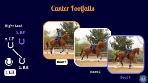 What Is the Canter? Improving your horse's canter.