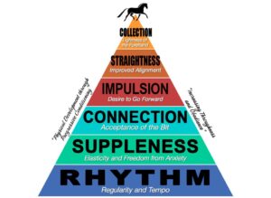 Training Scale and Dressage Lessons Improve Rhythm, Balance, and Connection