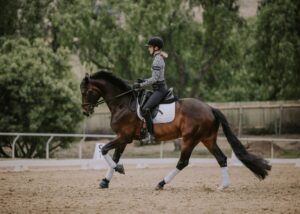 A person in riding gear and a helmet is taking part in masterclasses, riding a dark brown horse with white leg wraps in an outdoor arena surrounded by trees and a wooden fence.