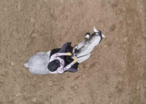 Aerial view of a person wearing a helmet and patterned shirt riding a gray horse on a sandy surface, showcasing skills often honed in masterclasses.