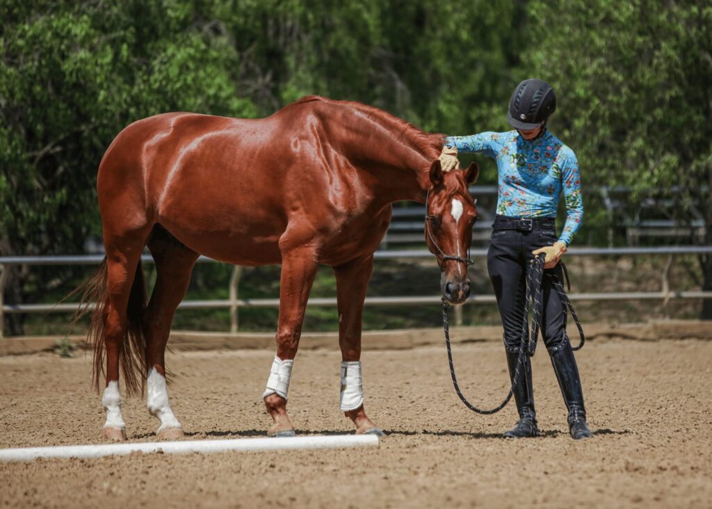 Amelia Newcomb, in helmet and colorful shirt, rewards her bay horse with polo wraps after a successful halt in the outdoor dressage arena.