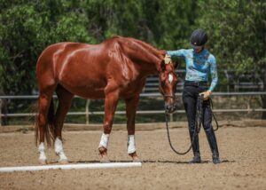 Amelia Newcomb, in helmet and colorful shirt, rewards her bay horse with polo wraps after a successful halt in the outdoor dressage arena.