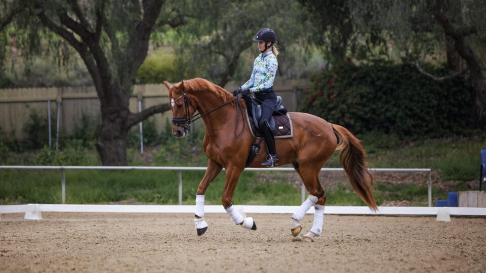 A rider wearing a helmet and colorful shirt is practicing the fundamentals of dressage on a chestnut horse with white leg wraps in an outdoor arena surrounded by trees and a fence.