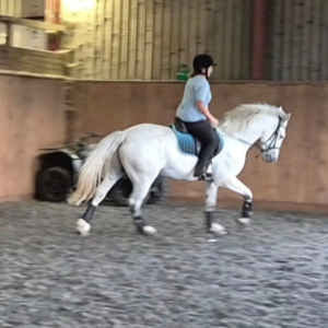 A person wearing a helmet rides a white horse with blue tack in an indoor arena with wooden walls and a gravel floor. An ATV is parked against the wall in the background.