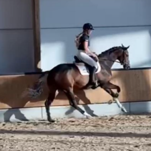 A person wearing a helmet and riding gear is riding a brown horse at a canter inside an indoor arena with sunlight casting shadows on the wall.