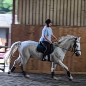 A person wearing a helmet rides a white horse inside an indoor riding arena with wood-panel walls and sand flooring.