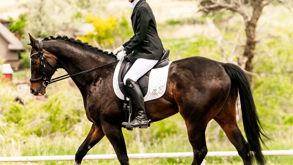 Amelia, in formal riding attire and helmet, rides a dark horse with a white saddle pad in an outdoor equestrian arena, practicing eye training amidst lush green foliage and trees.