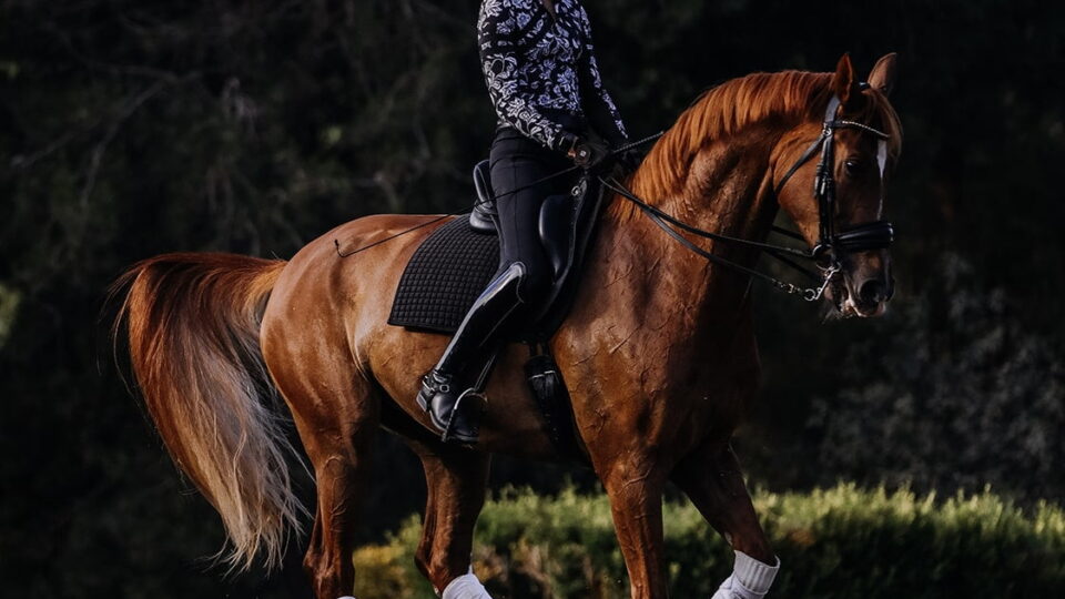 A person wearing a helmet and patterned shirt rides a chestnut horse with white leg wraps, performing dressage on a sandy arena with trees in the background—perfect inspiration for your Free Cantering PDF.