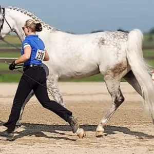 A person in a blue shirt leading a white and gray horse with a braided mane through a sandy arena, holding a lead rope. The horse and handler are mid-stride, with fencing and green fields in the background.