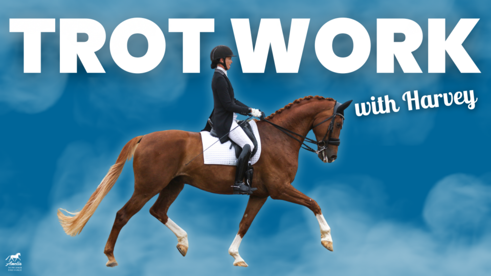 A rider in formal equestrian attire trots on a chestnut horse with a white saddle pad. Large white text reads Harvey's Trot Work and smaller text says trot training on a blue, cloud-like background.
