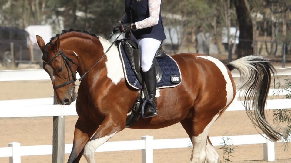 A Strides member named Deidre, wearing a helmet, sunglasses, and riding attire, is riding a brown and white horse in an outdoor equestrian arena with white fences and trees in the background.