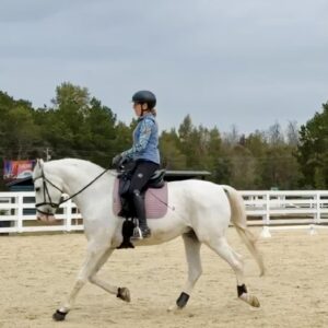 A person wearing a helmet and blue shirt rides a white horse with a pink saddle pad in an outdoor sandy riding arena, surrounded by a white fence and trees in the background.