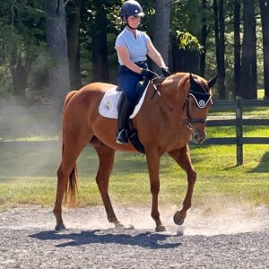 A person wearing a helmet and light blue shirt rides a brown horse on a dusty outdoor riding arena, with trees and a wooden fence in the background under sunny skies.