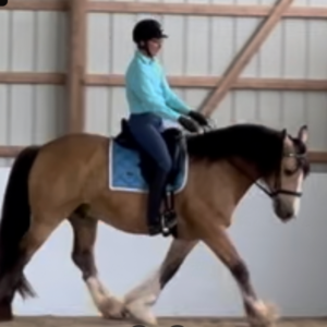 A person wearing a helmet and blue shirt rides a large bay horse with a white blaze and feathered legs inside an indoor riding arena.