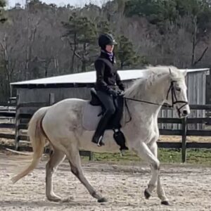 A person wearing a helmet and dark clothing rides a white horse in an outdoor sandy arena, with wooden fences and a barn in the background.