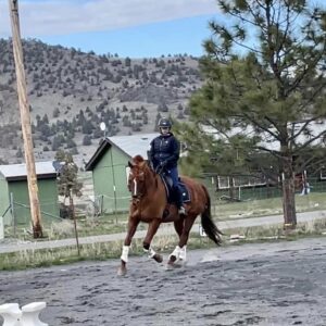A person wearing a helmet and riding gear is riding a brown horse in an outdoor arena. There are green buildings, a tree, and hills in the background under a partly cloudy sky.