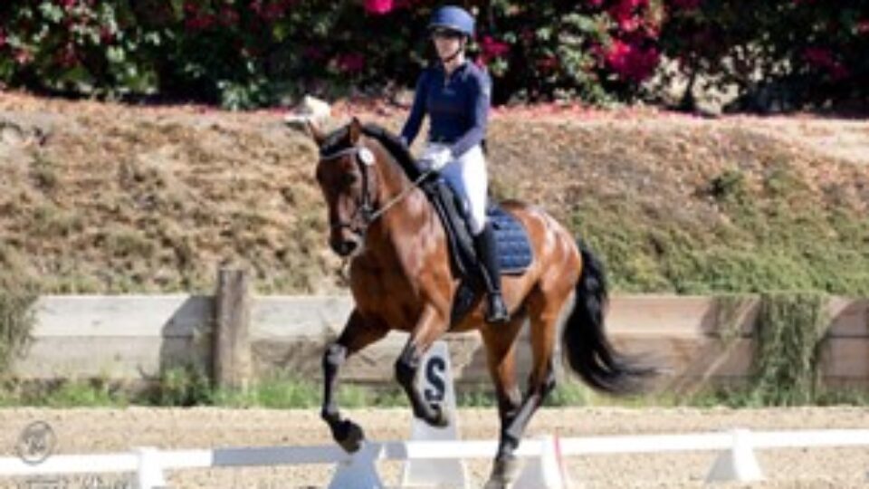Strides Member Hannah, wearing a helmet and riding attire, is riding a brown horse in a dressage arena outdoors, with flowers and greenery in the background and white markers on the sandy ground.