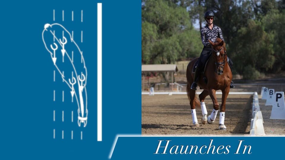 A diagram of a horse performing a haunches in dressage movement is on the left, while on the right, a rider guides a chestnut horse in the same movement in an outdoor arena. The text reads Haunches In.