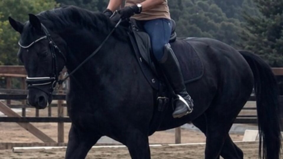 A student wearing a helmet and sunglasses rides a dark bay Barb horse in an outdoor sand arena. The pair appear to be working on straightness along the long side, with trees and a wooden post-and-rail fence in the background.