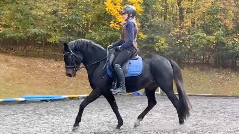 A member spotlight features Rita, wearing a helmet and riding gear, as she guides a dark horse with a blue saddle pad through bold strides in an outdoor arena framed by autumn foliage.