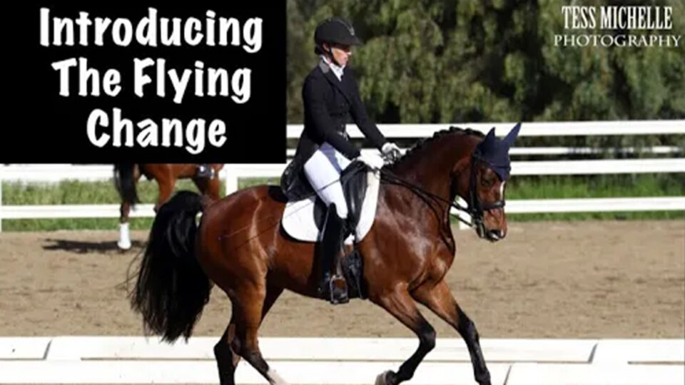 A rider in formal equestrian attire is performing dressage on a bay horse in an outdoor arena. Text reads The Flying Change, highlighting the elegance and precision of this moment. Photo credit Tess Michelle Photography appears in the top right corner.