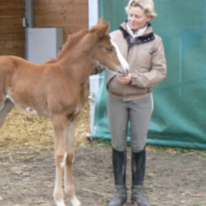 A person in riding attire stands next to a young brown foal with a white blaze on its face, gently holding its head. They are outside near a stable with straw on the ground.