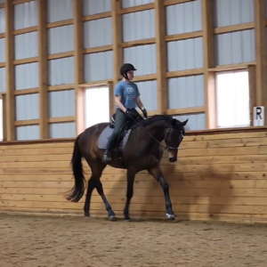 A person wearing a helmet rides a dark horse indoors along a wooden wall with windows, exemplifying the finesse taught in the 2024 Training Scale Masterclass. The rider is dressed in a blue shirt and breeches, with the horse fully equipped for training.