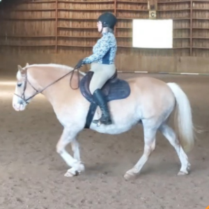 A person in riding attire and helmet is riding a light-colored horse with a blond mane inside an indoor arena with wooden walls, embodying the principles of the Training Scale Masterclass 2024.