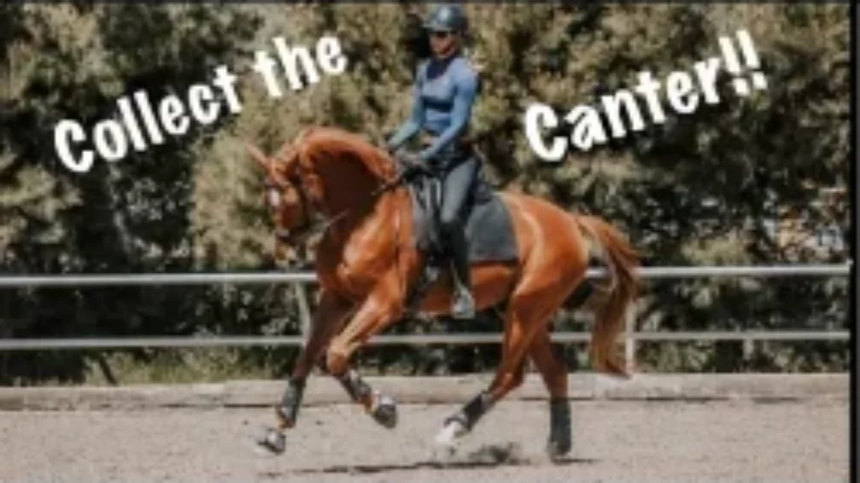 Amelia Newcomb executing a collected canter.