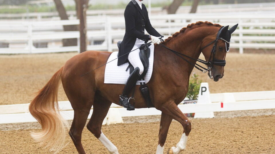 A person dressed in formal riding attire performs dressage on a chestnut horse with a braided mane in an outdoor arena. White fencing and trees are visible in the background.