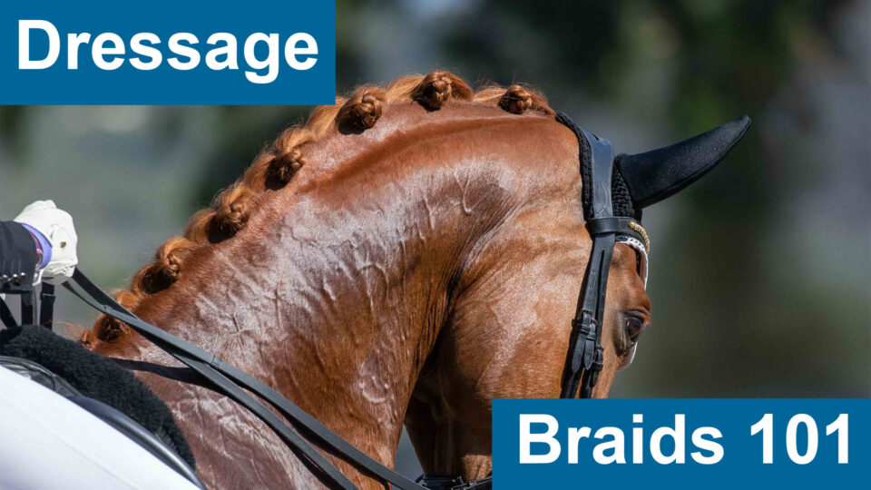 Close-up of a shiny chestnut horse’s neck and head with neatly done Dressage Braids, wearing a bridle, with blue banners reading “Dressage” at the top left and “Braids 101” at the bottom right.