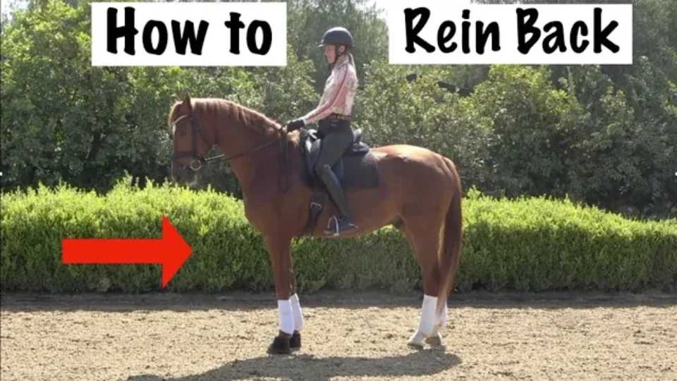 Amelia Newcomb preparing to execute a rein back.