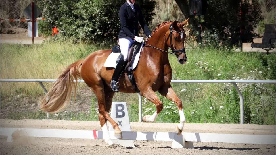 A person dressed in formal riding attire is riding a chestnut horse performing a dressage routine in an outdoor arena, showcasing true Horse Show Mindset, with greenery and a “B” marker visible in the background.