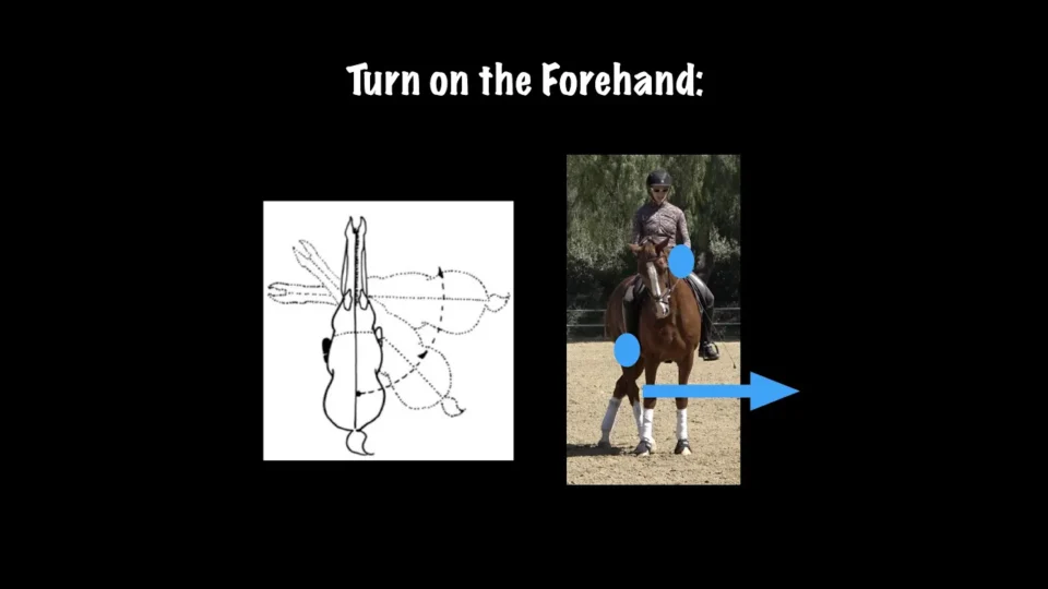 Diagram showing Turn on Forehand: left side illustrates the horse’s pivot movement with dashed lines; right side shows an equestrian riding, blue dots on the horse’s hind legs, and a blue arrow indicating the turn.