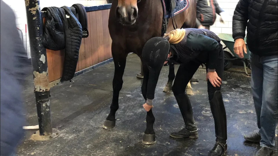 A person in riding gear examines a good horse’s front leg in a stable, with a few people and coats visible in the background—perhaps part of the horse buying process or helping someone find a horse.